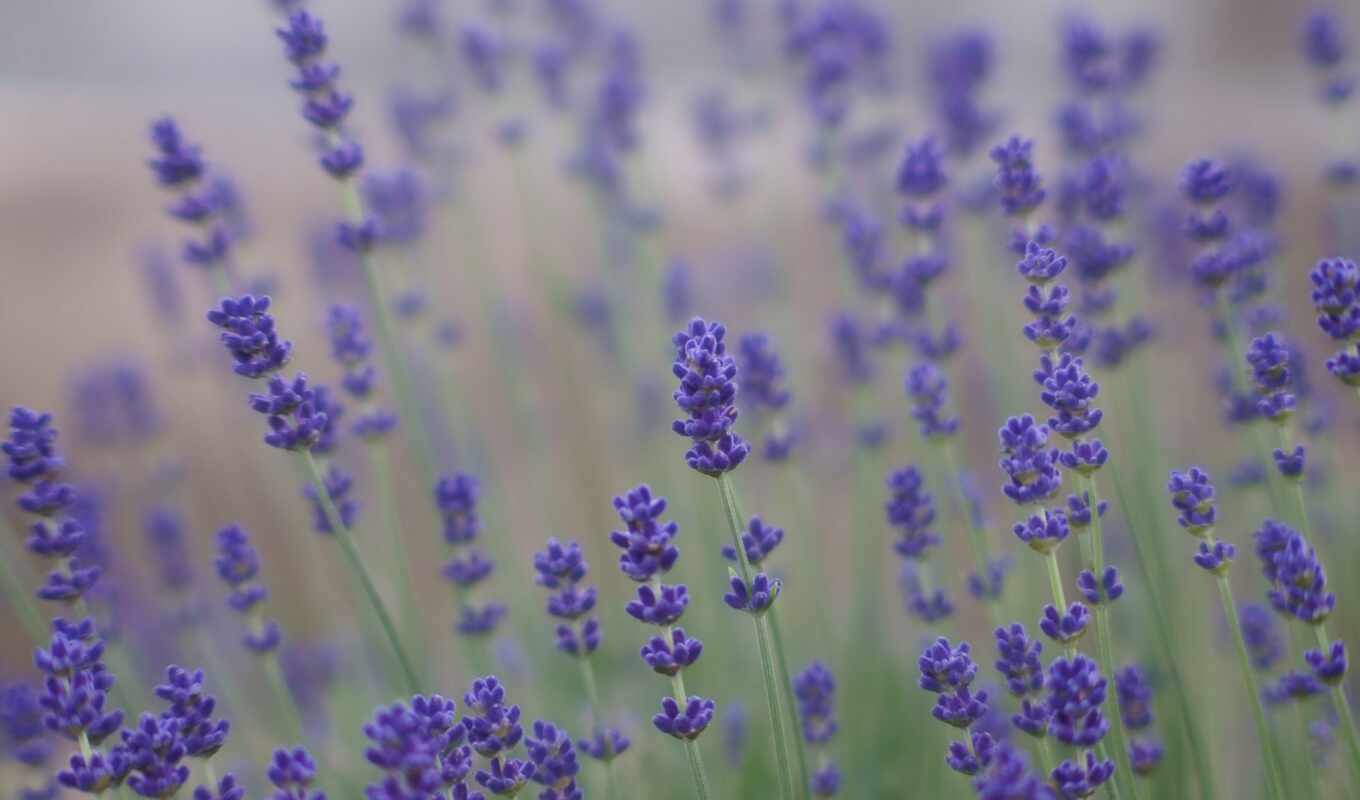 поле, сиреневые, cvety, lavender, фиолетовые