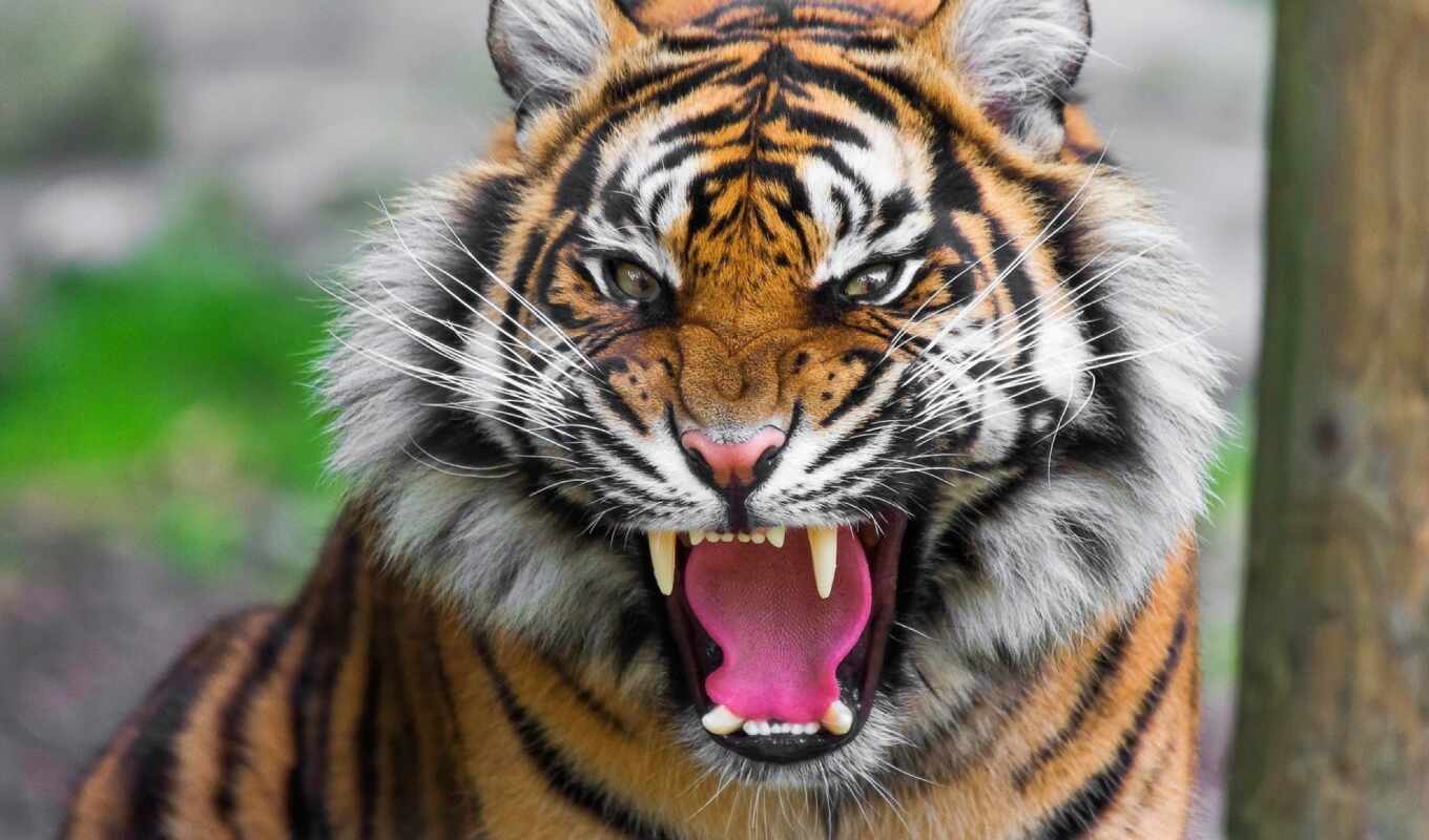 tiger, roar, brainly