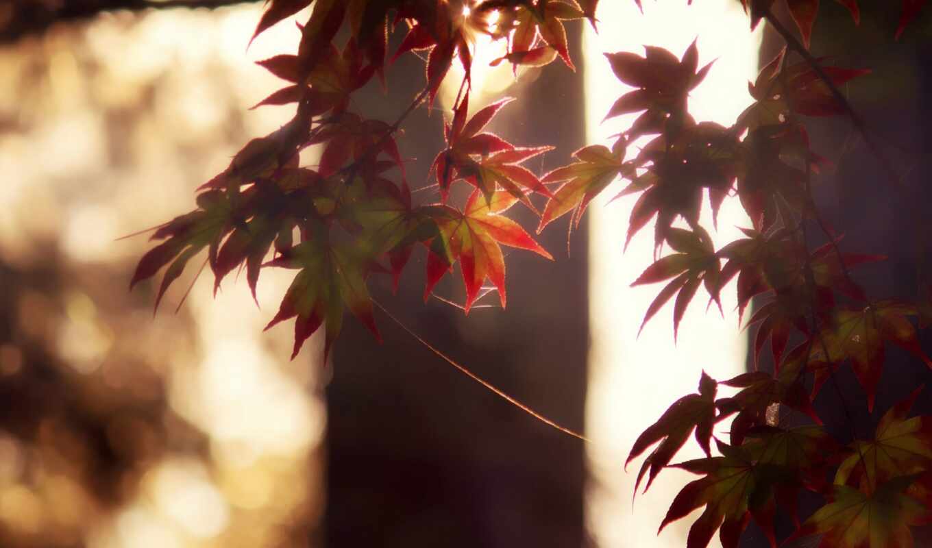 sheet, background, big, add, the original, autumn, your, maple, leaf