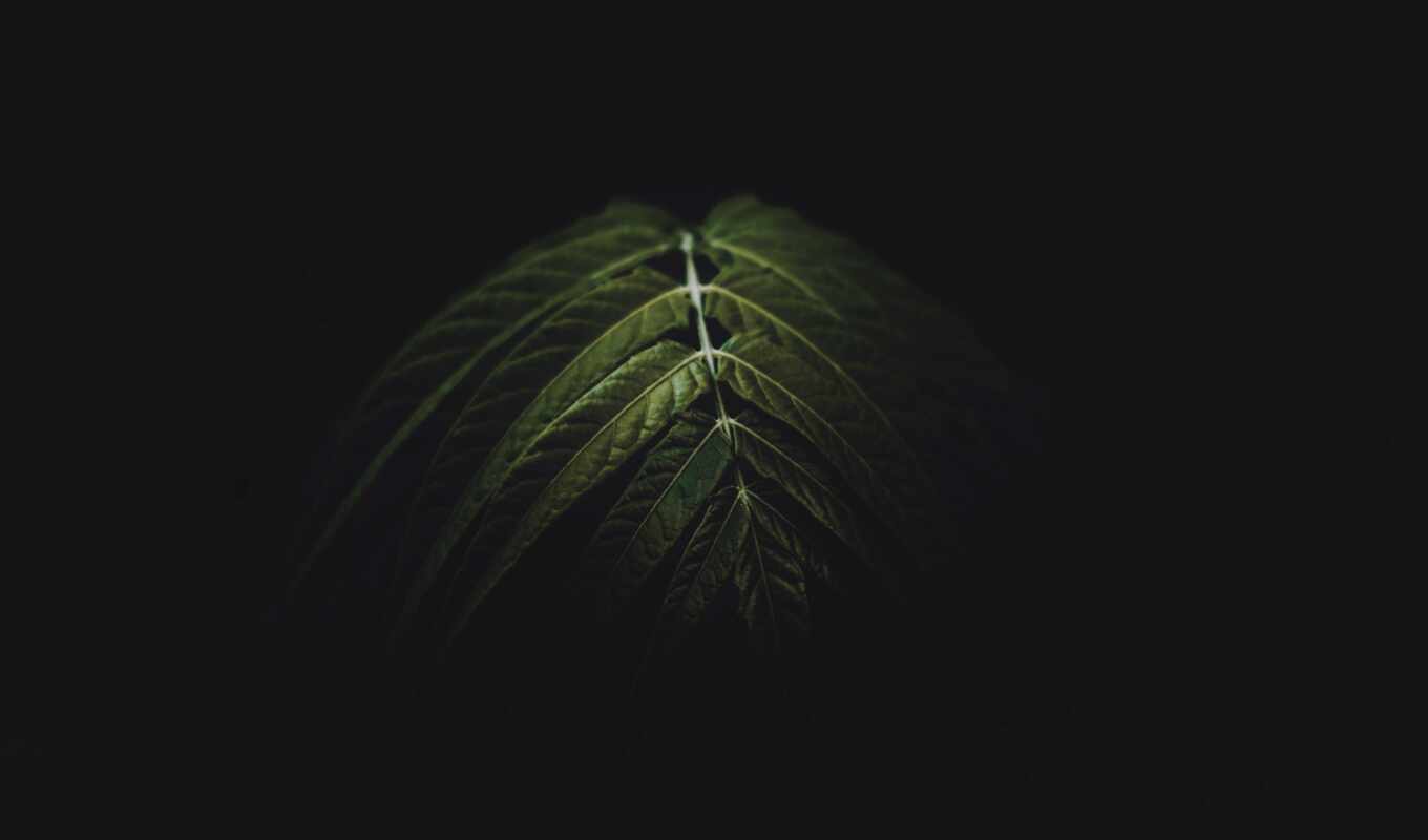 папоротник, зелёный, leaf, dark