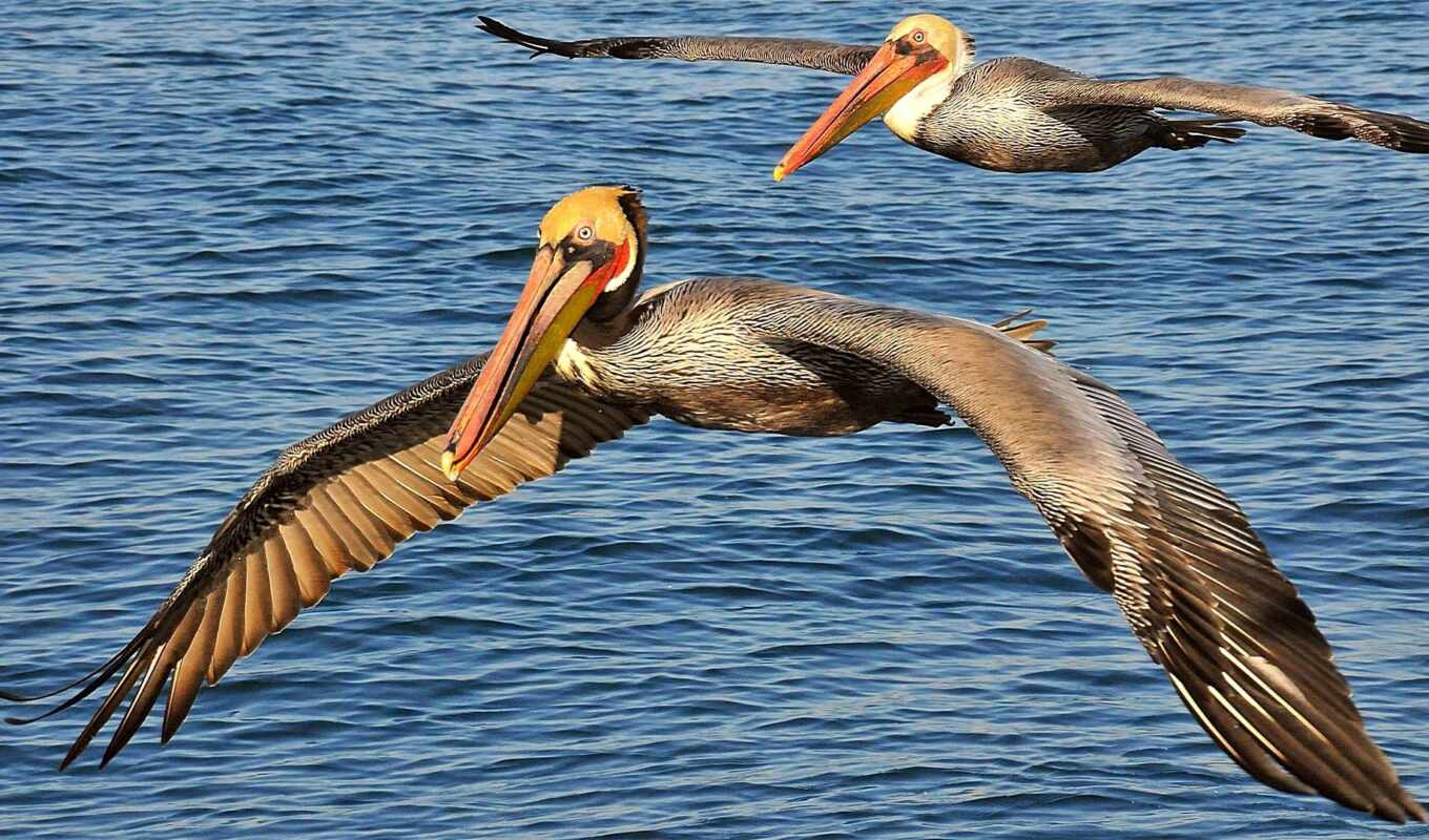 птица, pelican