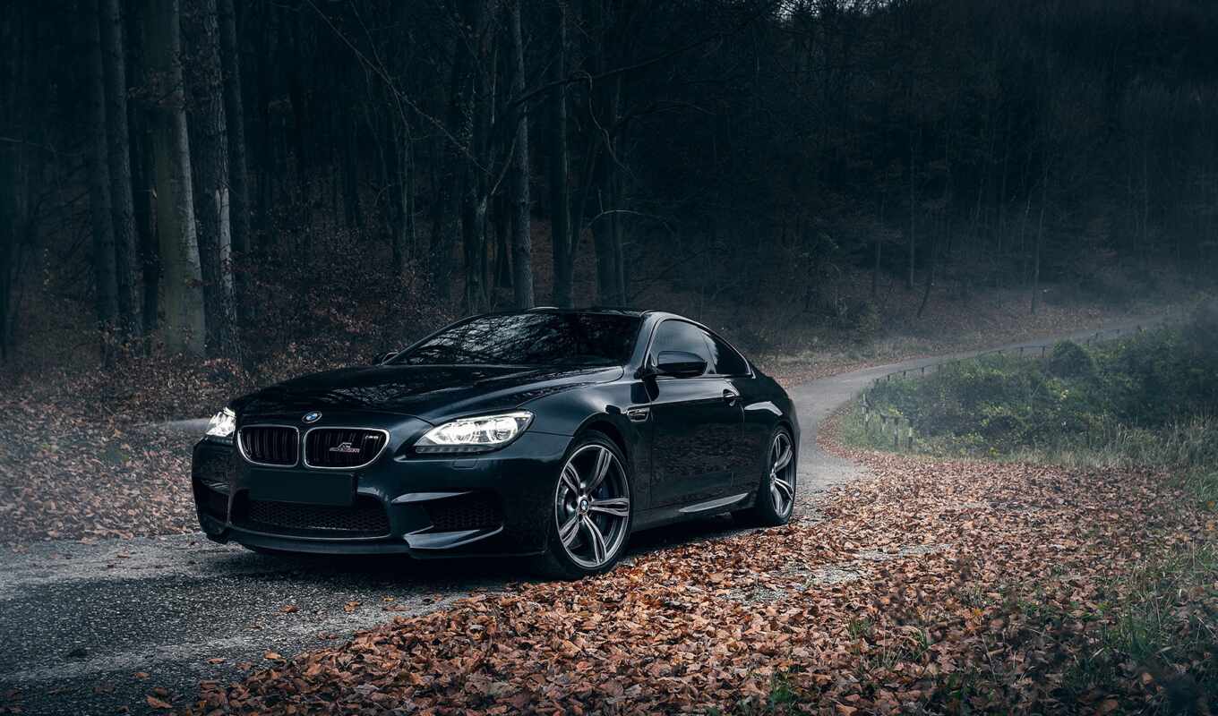 forest, car