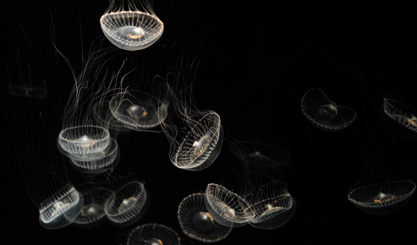 den, jellyfish, minimal