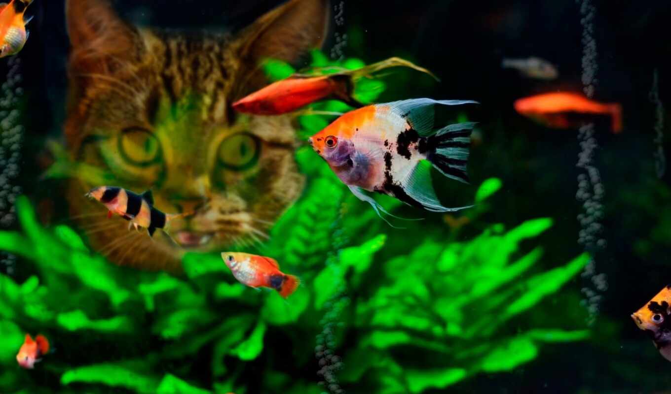 кот, тема, animal, fish, tropical, аквариум