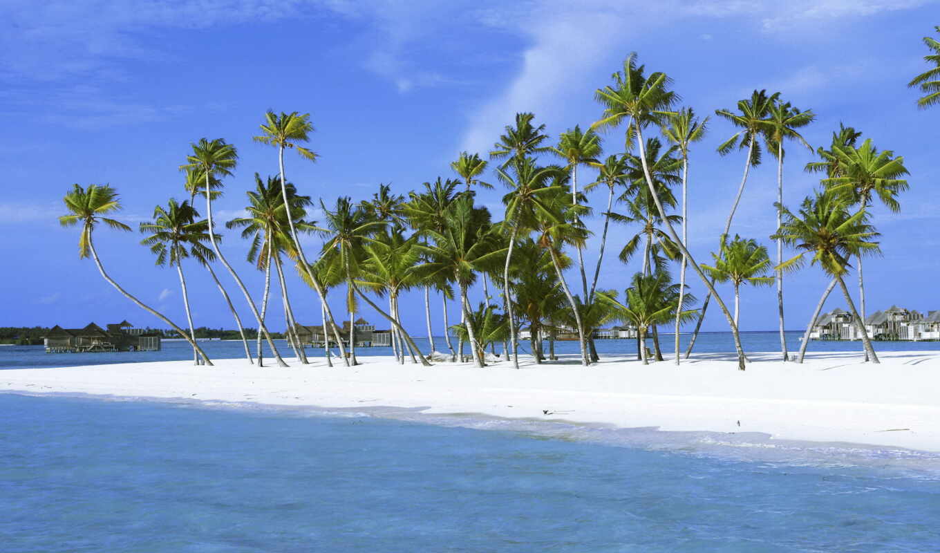 wall, ocean, palm, island, trees, maldives, indian