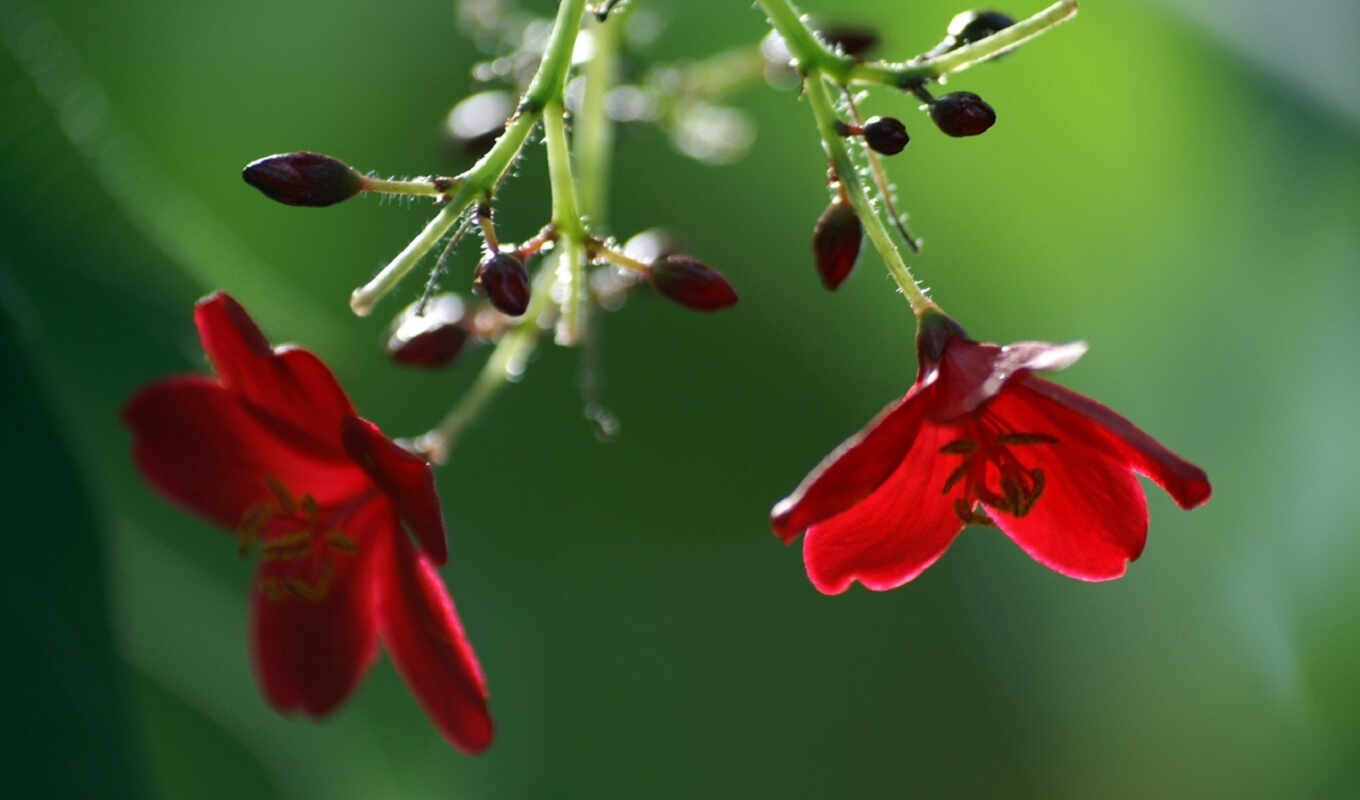 flowers, Red, flowers, buds