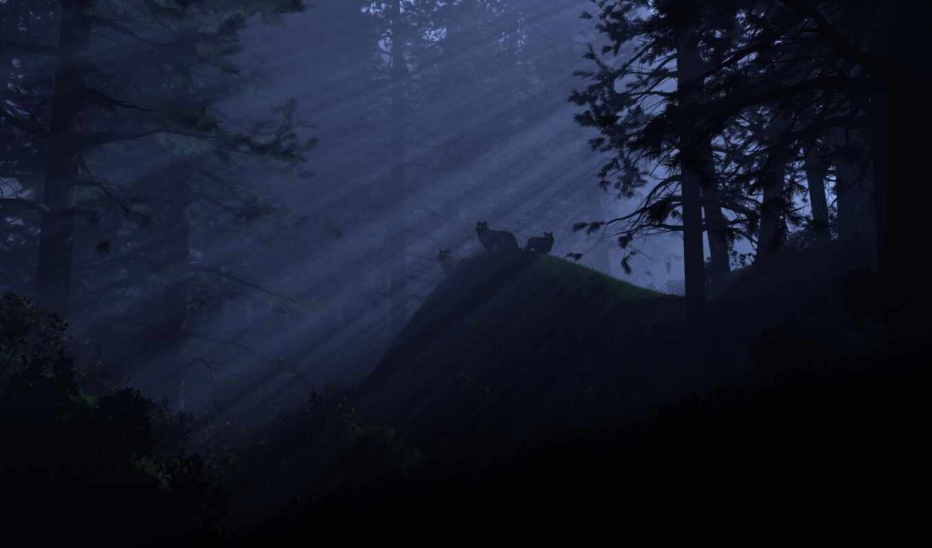 light, night, forest, wolves, rays