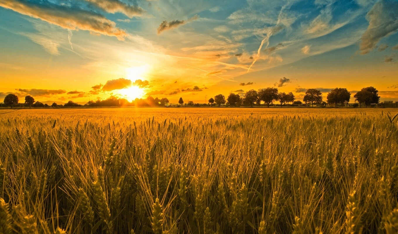 со, закат, поле, вечер, rye, пшеница, уши, зерновые