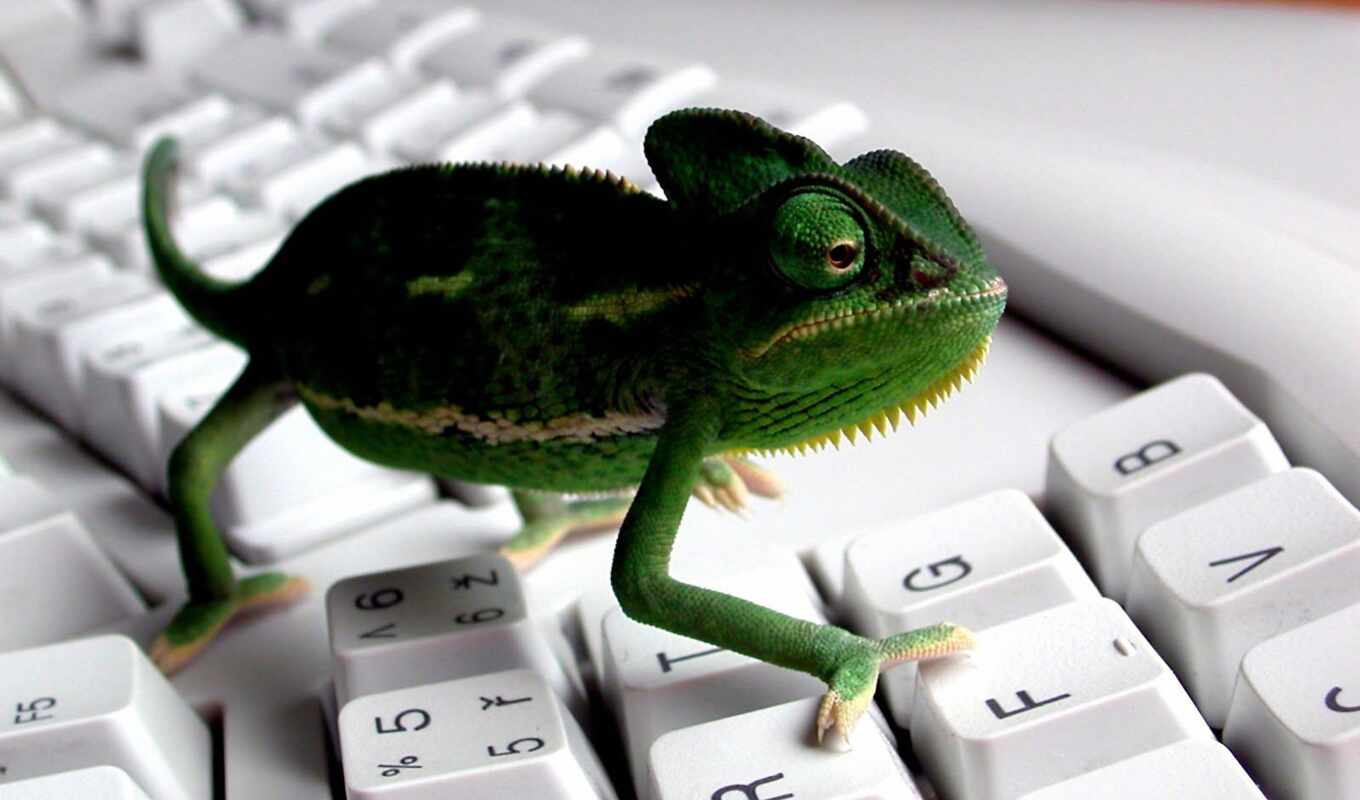 keyboard, technology, free, resolution, symbols, lizard