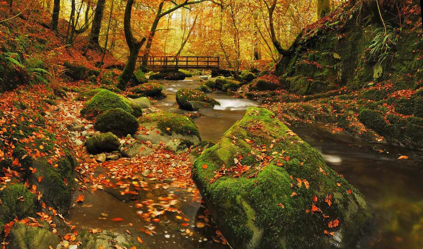 природа, листья, лес, bridges, sunlight, осень, пасть, trees, landscapes, forests, прогноз погоды