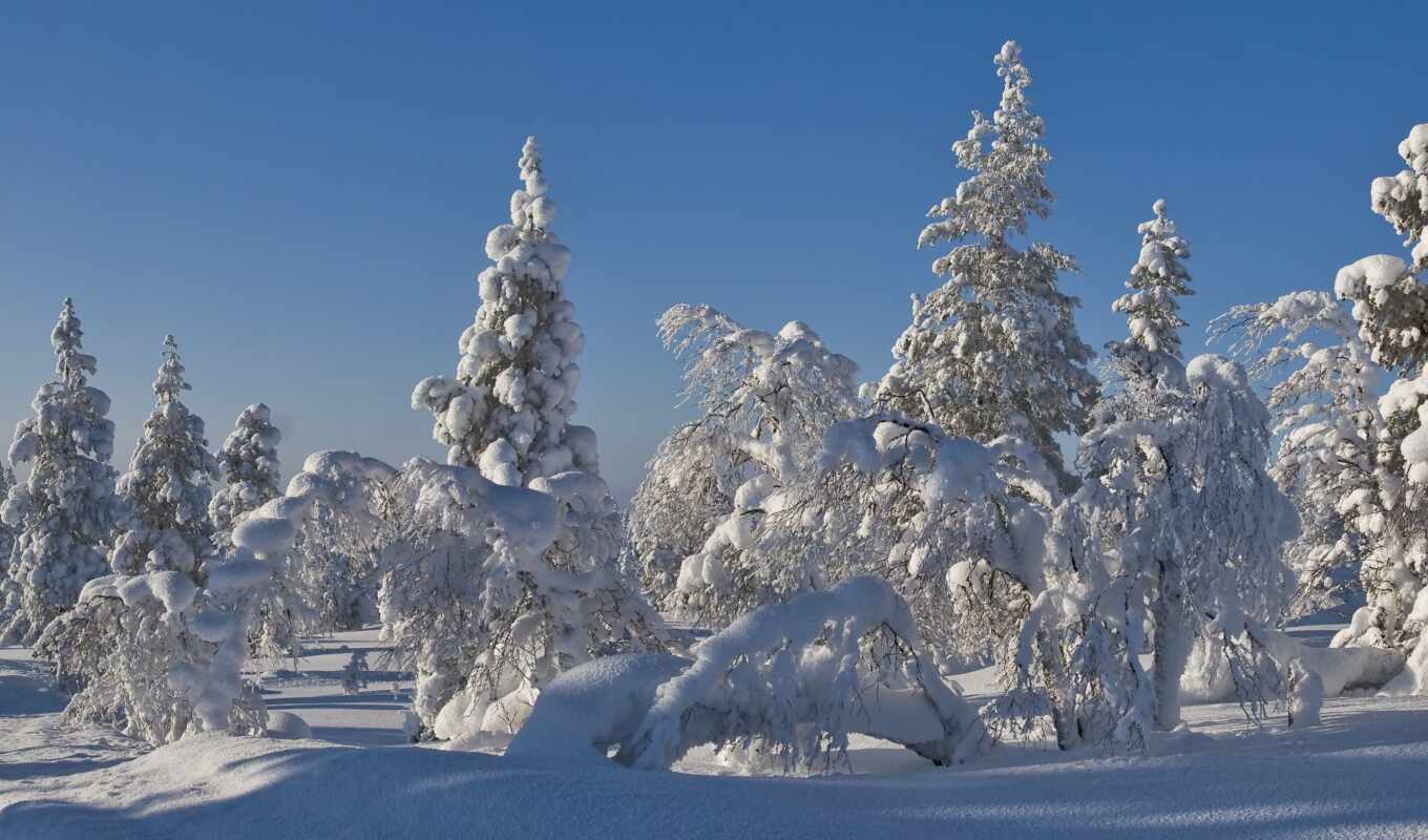 пейзажи -, дерево, снег, winter, лес, christmas, trees, ёль