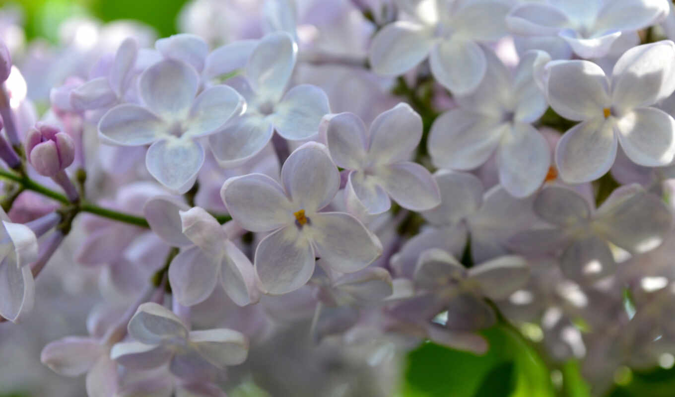 spring, cvety, lilacs, purple