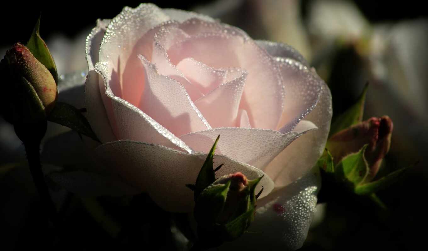 flowers, rose, drop, background, pink, dew, bud