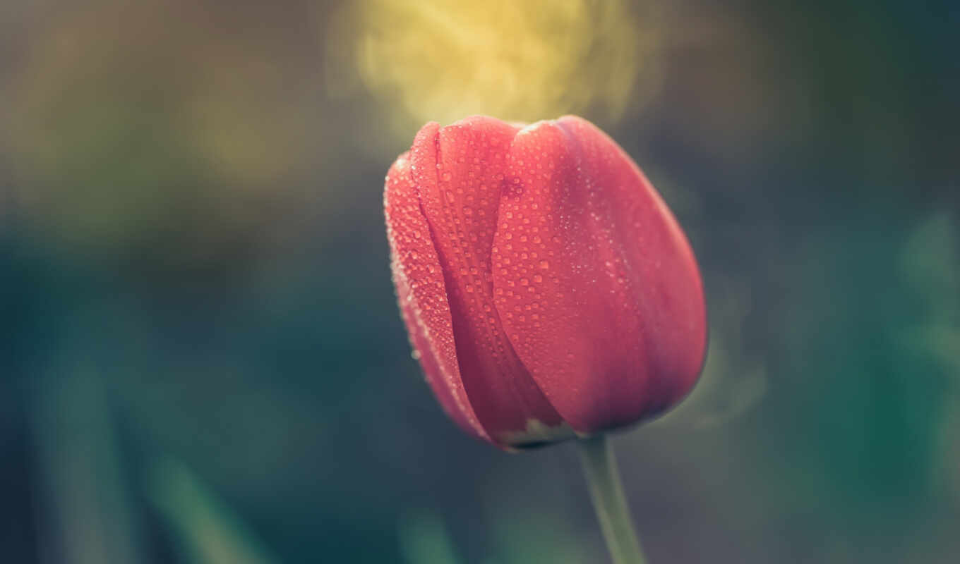 flowers, tulip