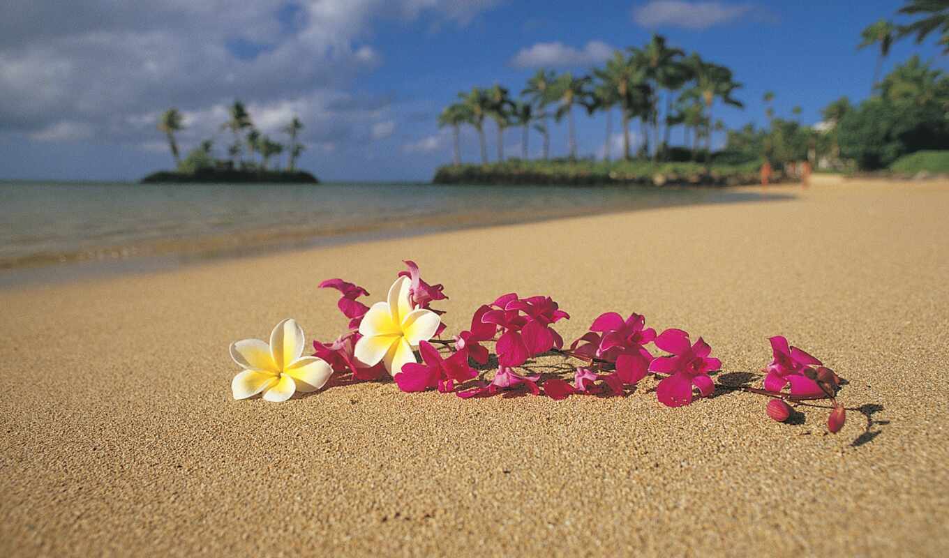 цветы, пляж, landscape, море, побережье, красивый, tourist, hawaii, agency, starve, funart