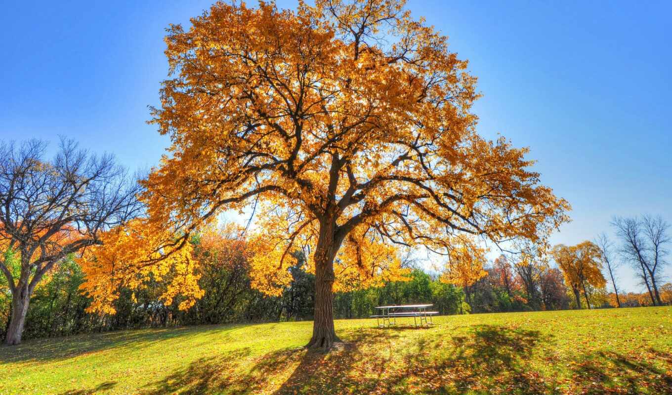 дерево, осень, дуб, oir