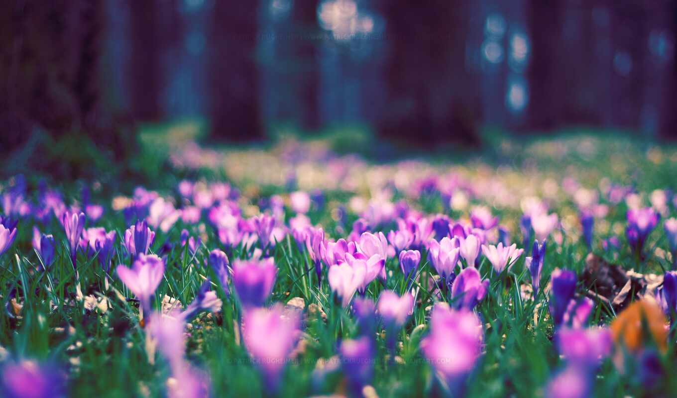 природа, цветы, purple, поле, весна, растение, park, крокус