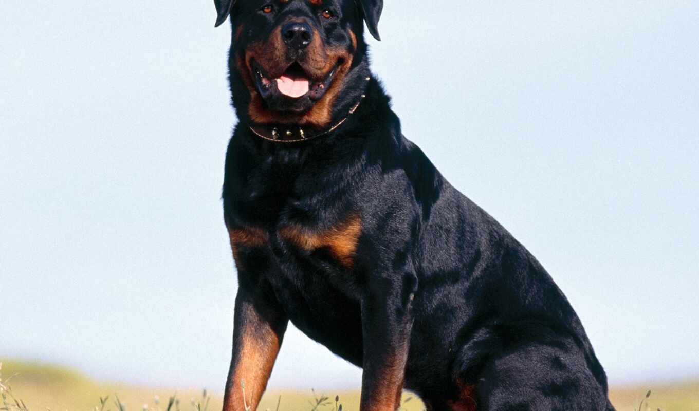 dog, Rottweiler