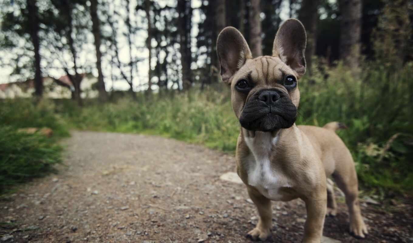 собака, щенок, animal, french, bulldog, млекопитающее