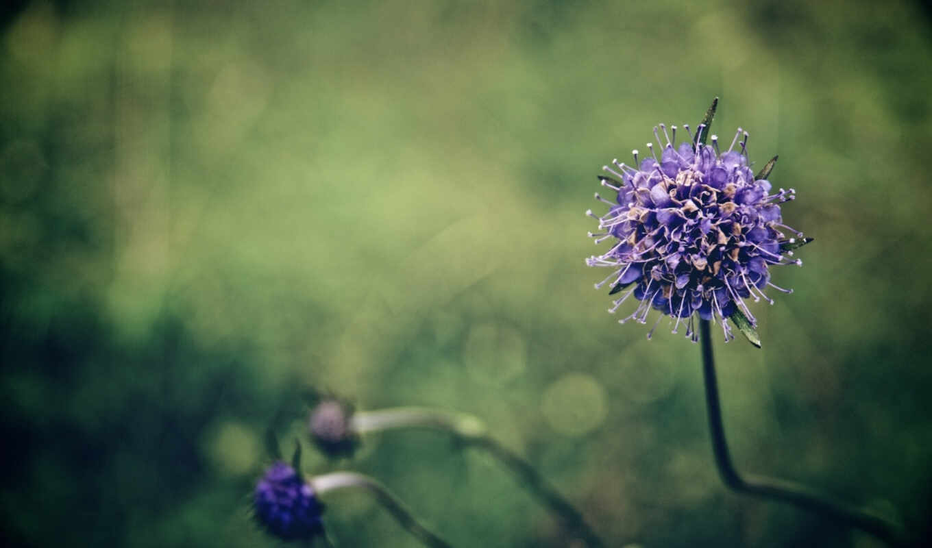 picture, picture, grass, purple, field, flower, bokeh, stem, blur