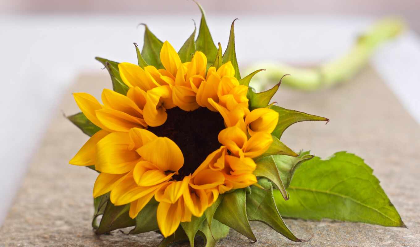 petals, sunflower