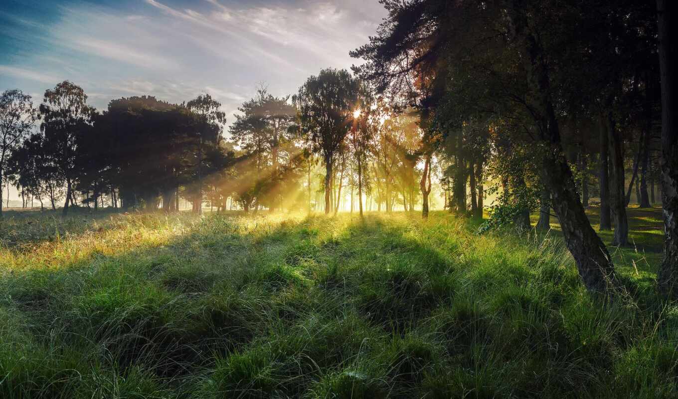 nature, sun, grass, forest, landscape, morning, trees, rays