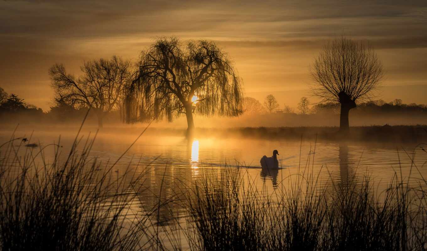 lake, tree, sunset, swan