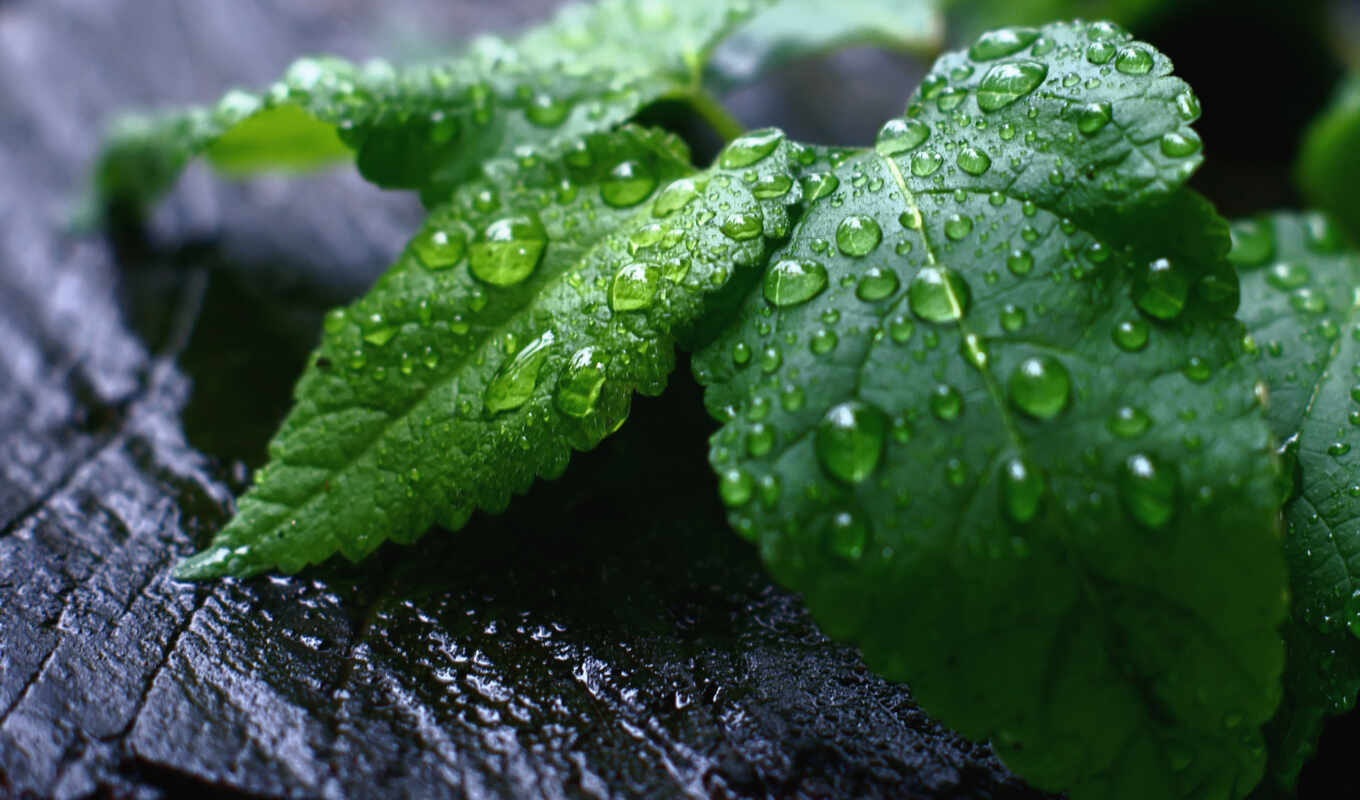 дождь, зелёный, листья, мята, treating