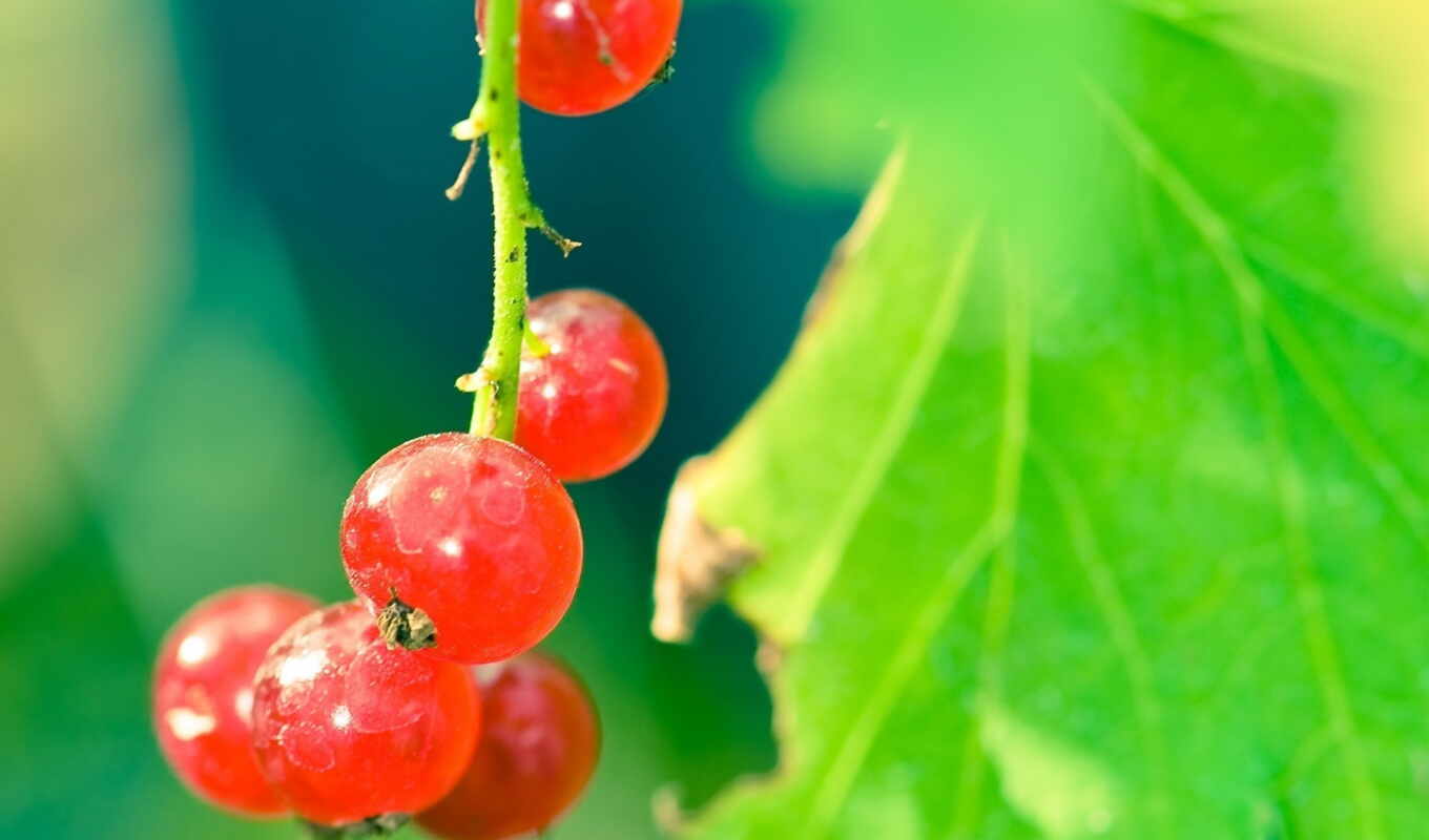 red, red, website, beautiful, berry, current, currant, smotrodina