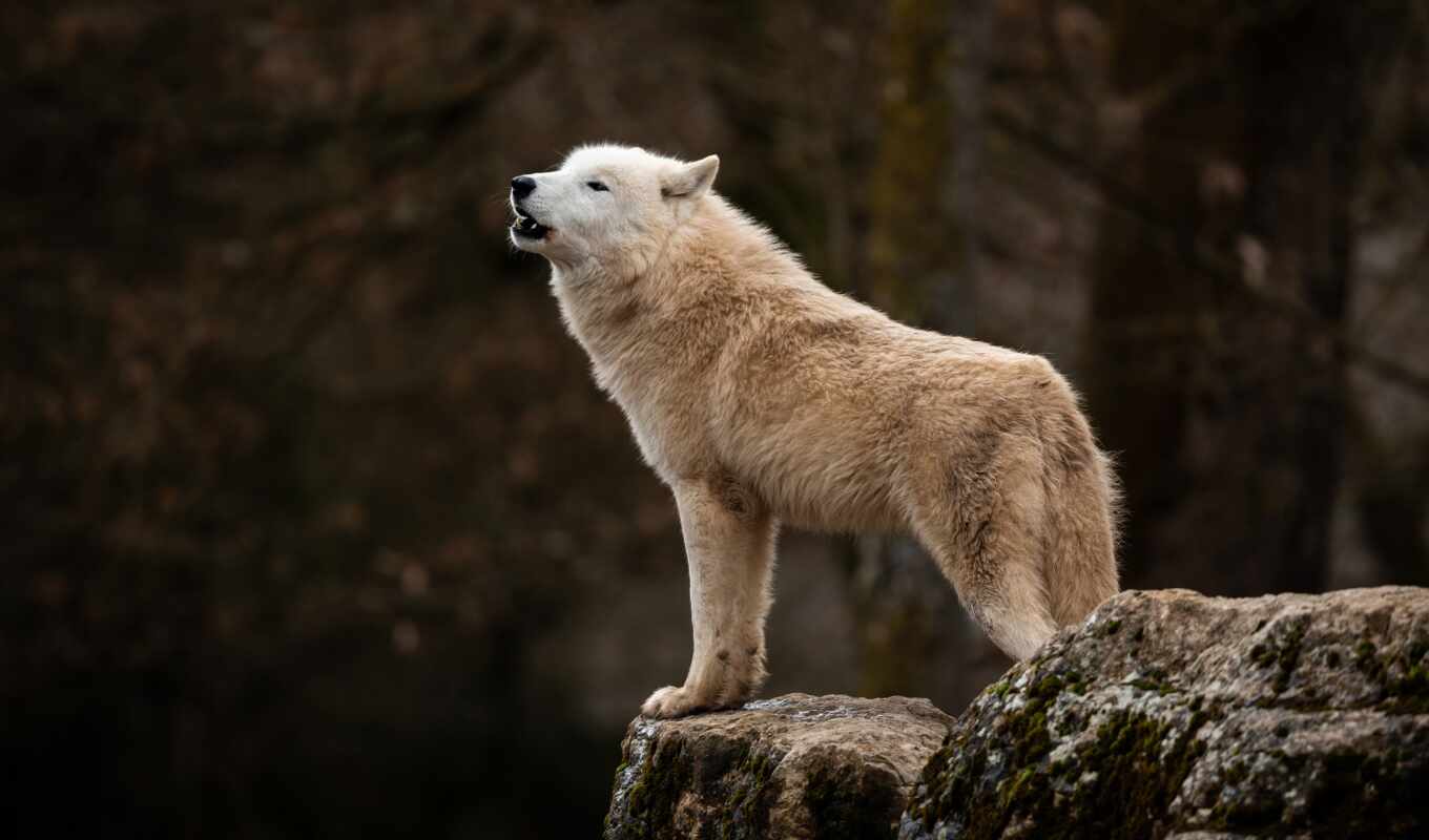 природа, волк