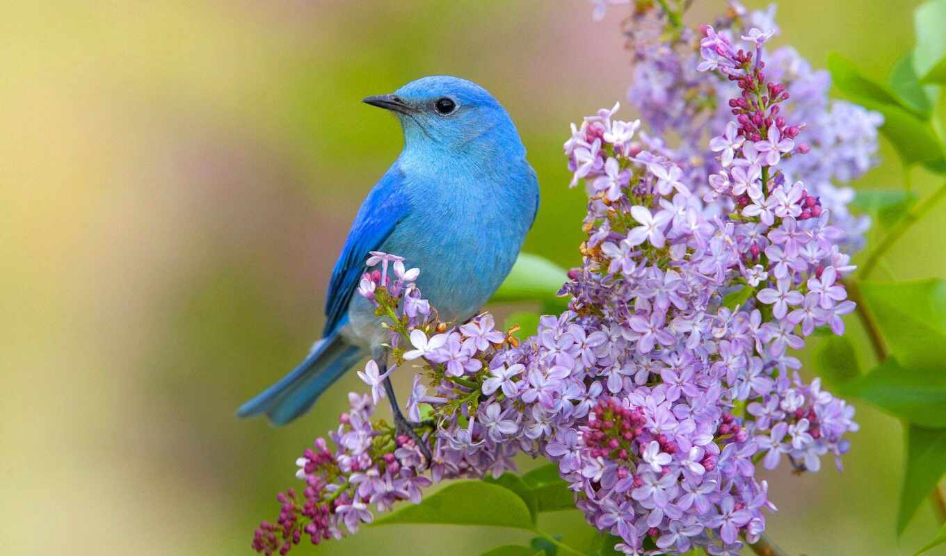 nature, flowers, blue, bird, animal, lilac, bluebird