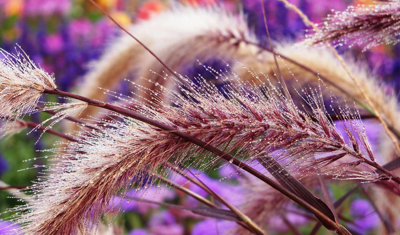 flowers, drop, purple, grass, plant, dew, wet, fluffy, acute