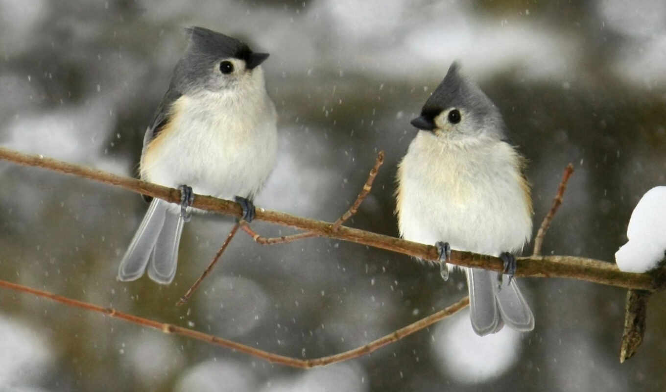 winter, птица, branch, animal, титан