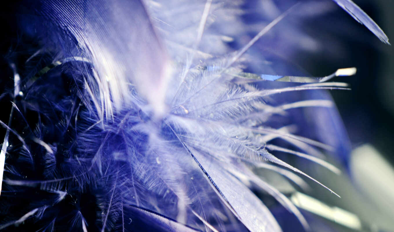 blue, bouquet, feathers