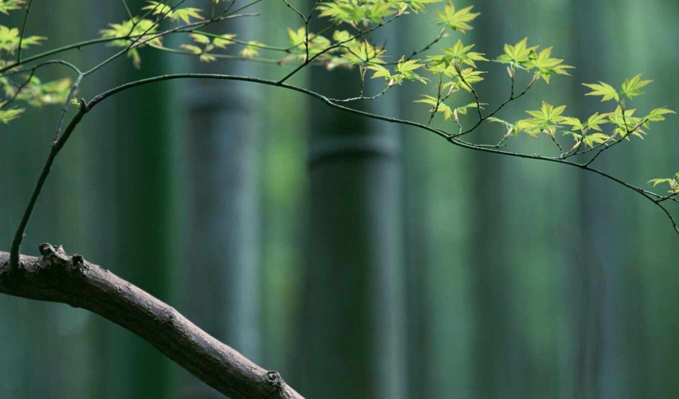 дерево, japanese, branch, maple, бамбук, минимализм, color, eastern