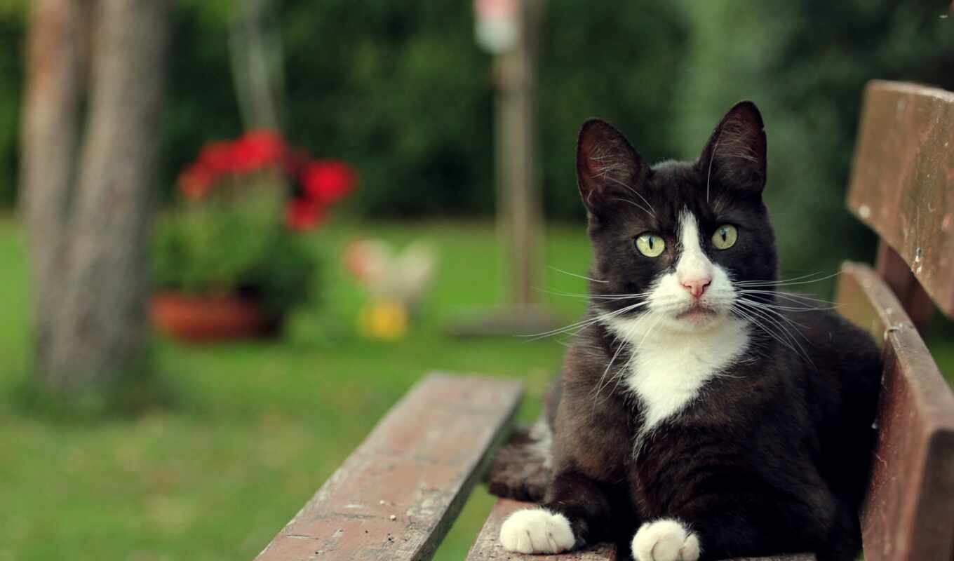 чёрно, взгляд, white, трава, кот, скамейка