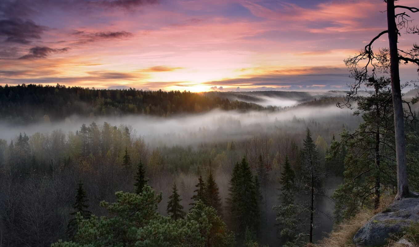 туман, лес, природа, дым, дерево