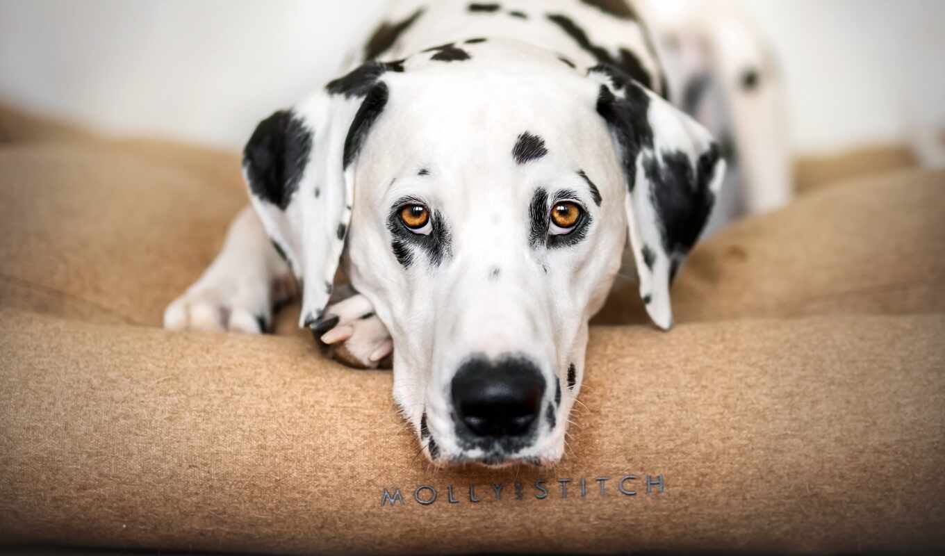 house, white, eye, cute, dog, cosiness, pet, dalmatian, spot