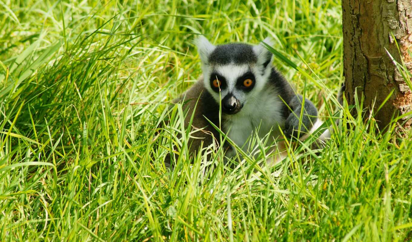 grass, cute, ring, zoo, animal, tail, picture, striped, sit, lemur