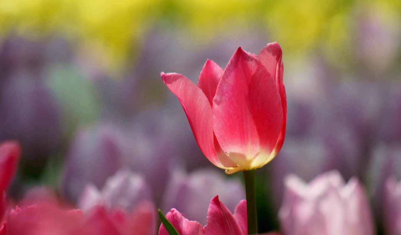 цветы, розовый, тюльпан, peakpxpage