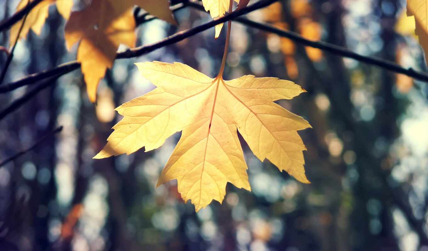 лист, осень, maple, wallpaperscave