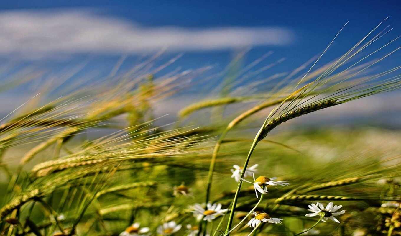 природа, summer, зелёный, поле, удар, ветер, crop, пшеница