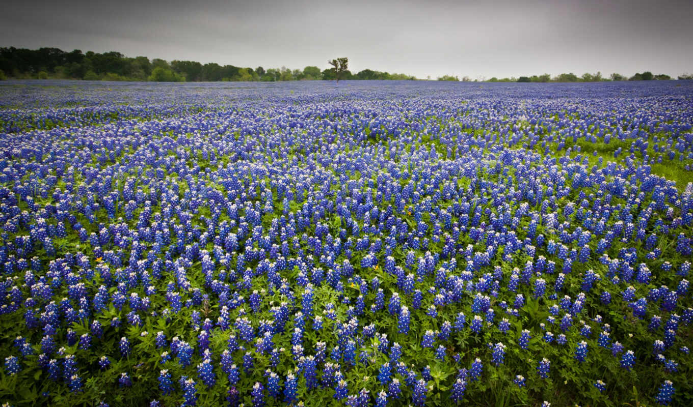 nature, flowers, pictures, field, landscape