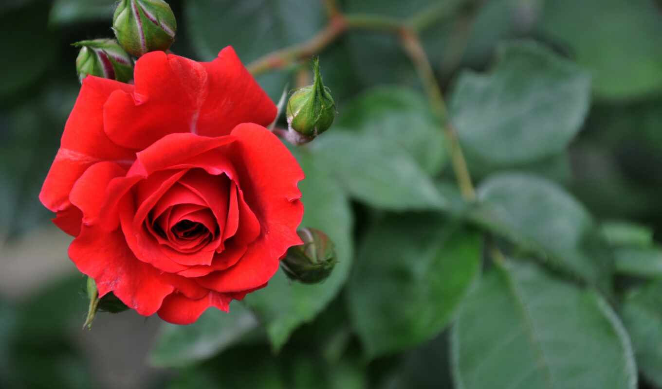 flowers, rose, background, the original, beautiful, scarlet, bud, bush, blurring, victor, tapuzov