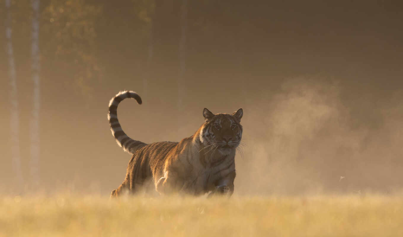 tiger, bengali
