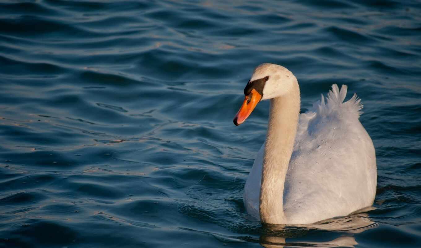 wave, swan