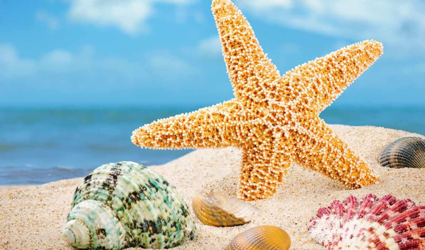 picture, ukraine, marine, star, starfish