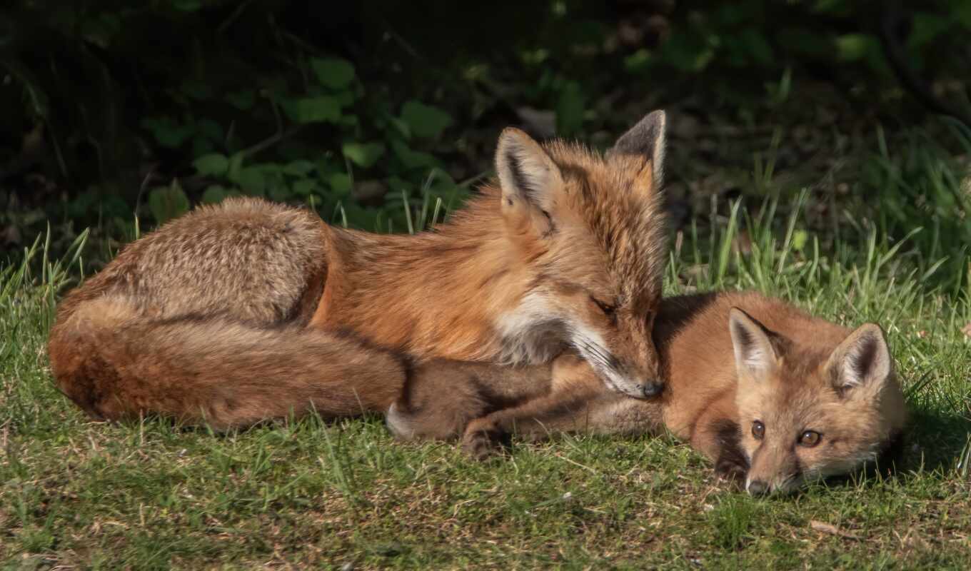 fox, the cub