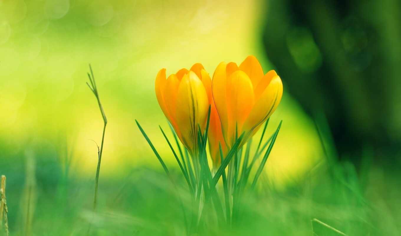 nature, flowers, grass, spring, yellow, crocus