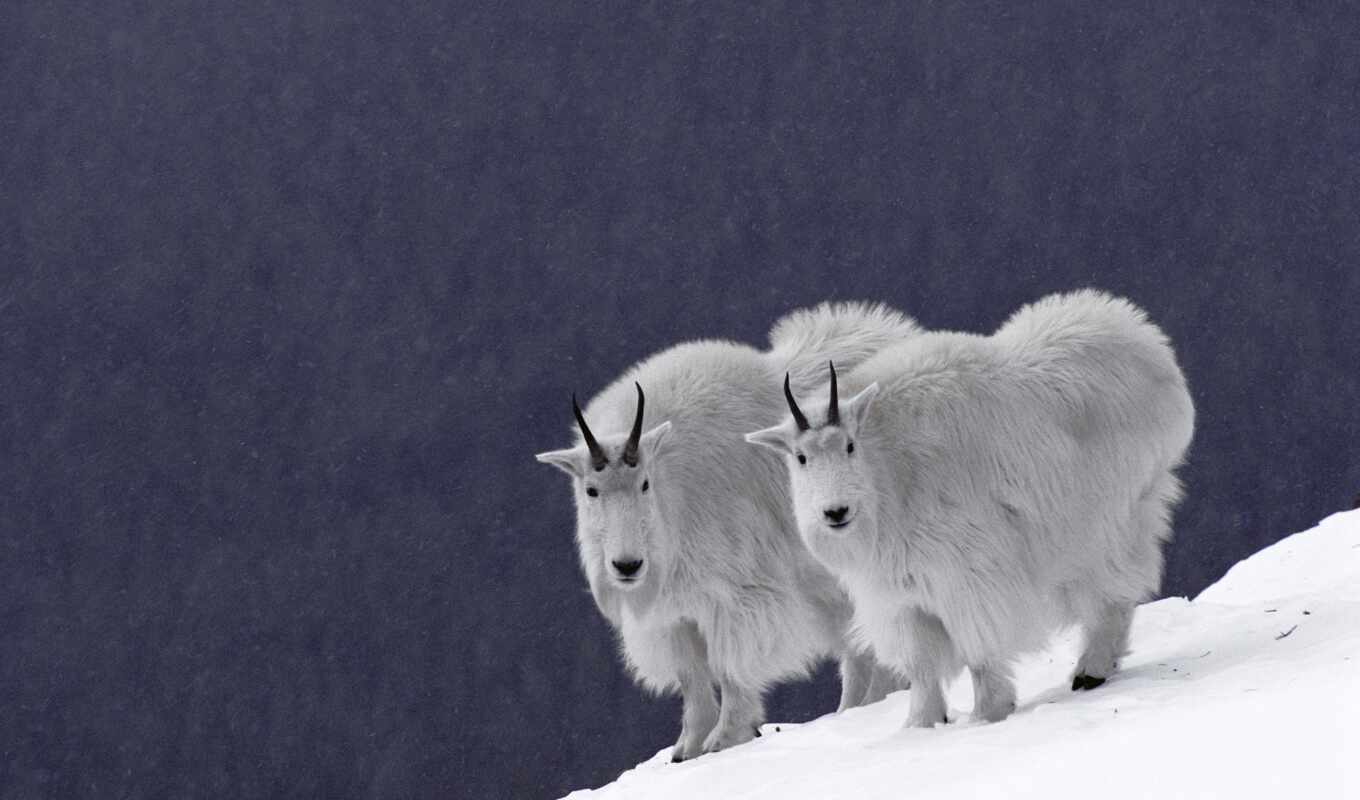 Canada, mountain, goats